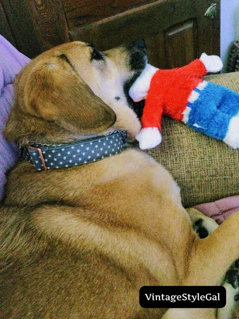 Pup chewing on Mr. Bill's head