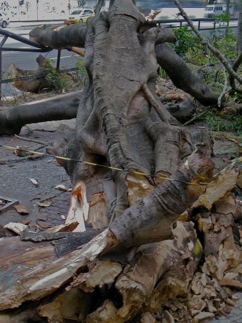 Árvore derrubada pelo vento em Botafogo/Foto: Marcelo Migliaccio