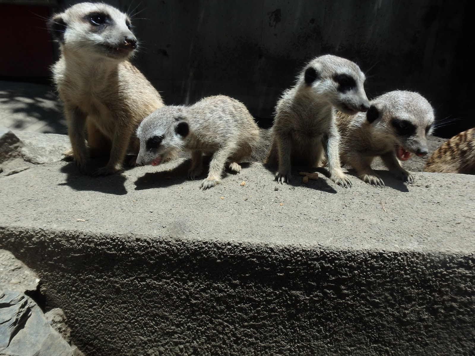 はむらzoo小噺 ミーアキャット赤ちゃん展示場デビュ でしゅ