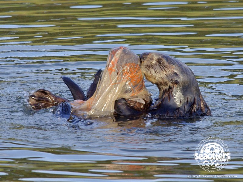 NEPTUNE 911 For Kids: Live Web Cams with Otters, Sharks, Penquins and More