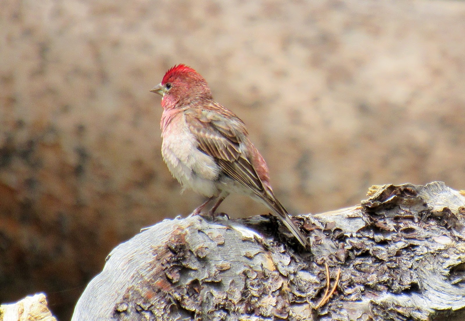 Birding the Eastern Sierra