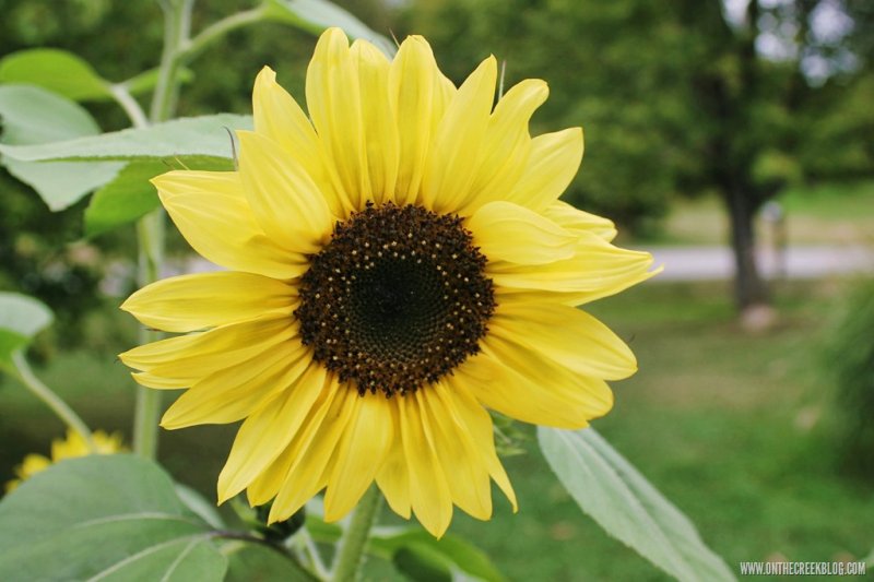 Sunflowers | On The Creek Blog // www.onthecreekblog.com