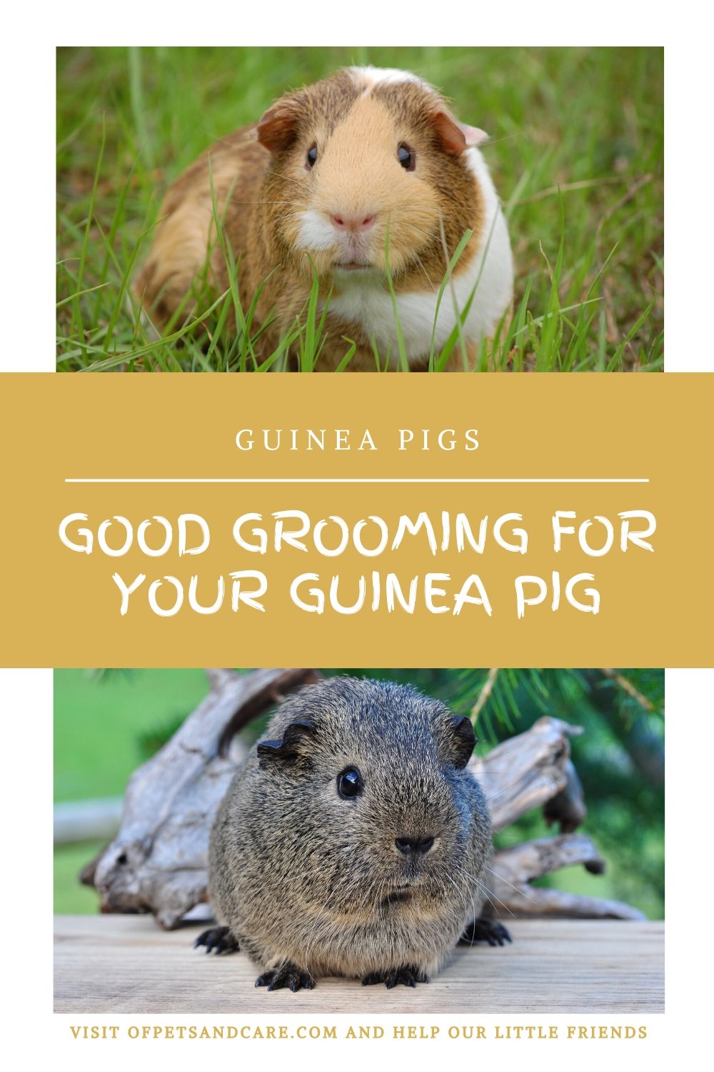 Good Grooming for Your Guinea Pig, 