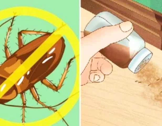 طرق التخلص من الحشرات المنزلية