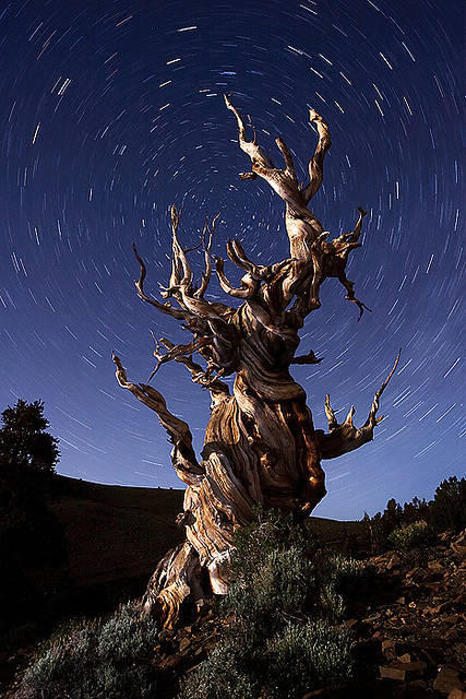The Oldest Tree In The World The Oldest Tree In The World