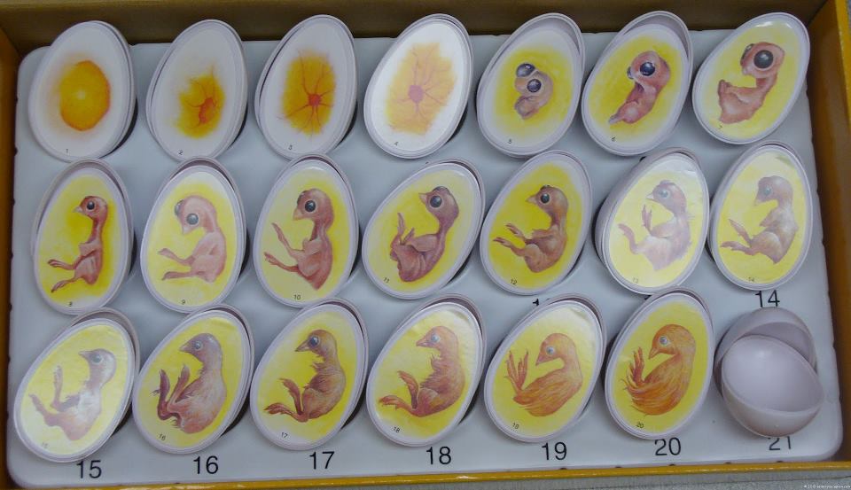 pila punto lotería Mis amigas las palomas: Puesta, incubación, fertilidad y la retención de  huevos