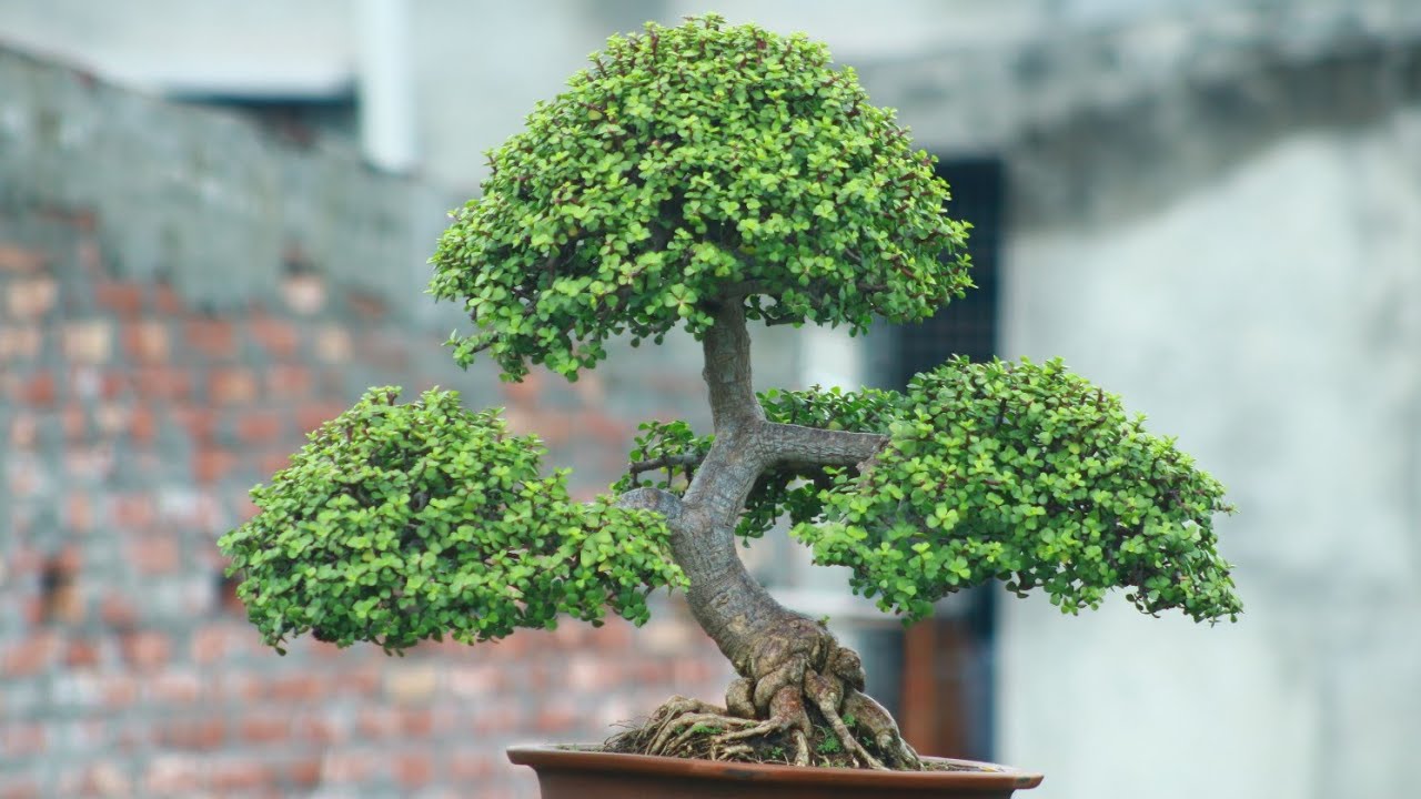 Bonsai Tree Superstition Bonsai Tree Superstition