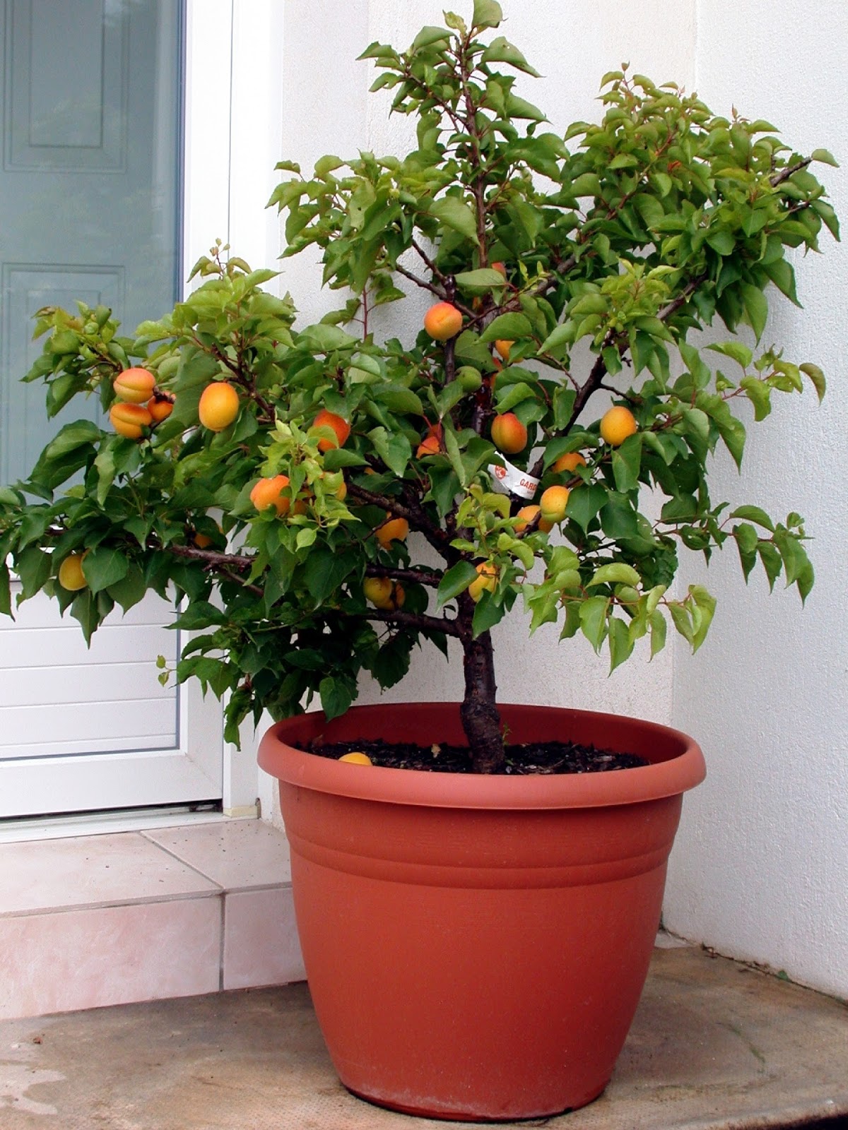 Выращивание фруктов в домашних условиях