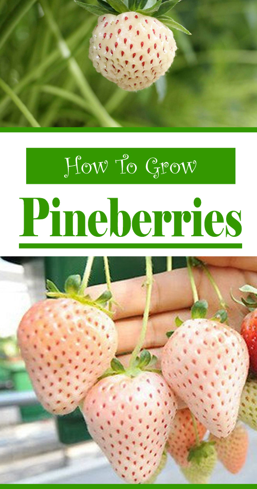 How to Grow Pineberries, The Most Expensive Strawberry In The World