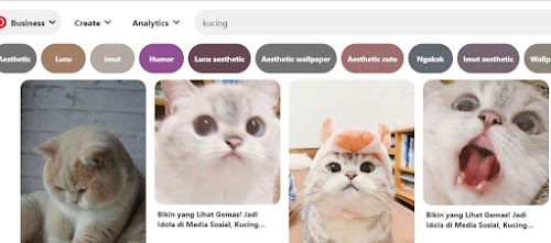 kucing – Kompirasi.com