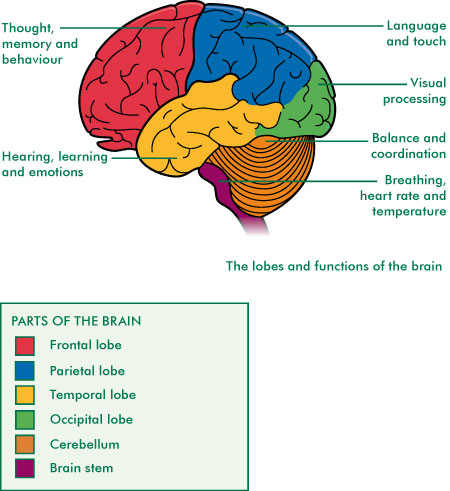 Brain Jack Image: Brain Functions Diagram