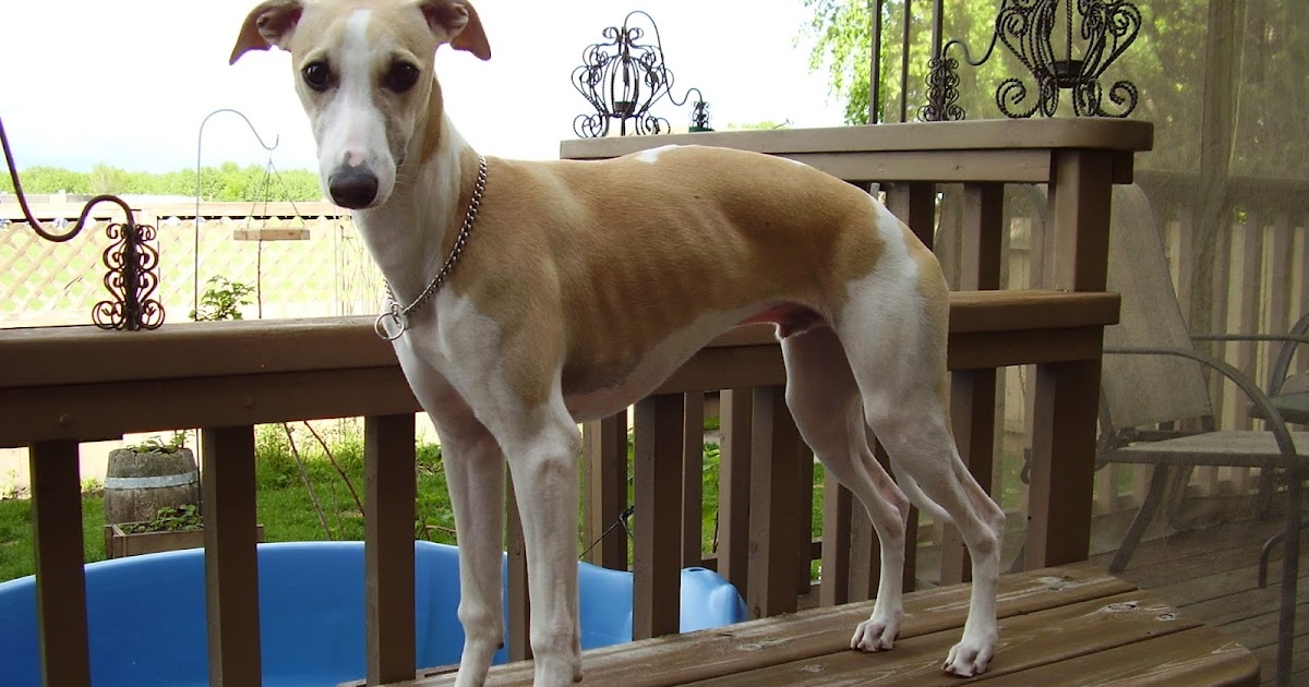 TRAINING DOGS TEACH CONFORMATION STAND