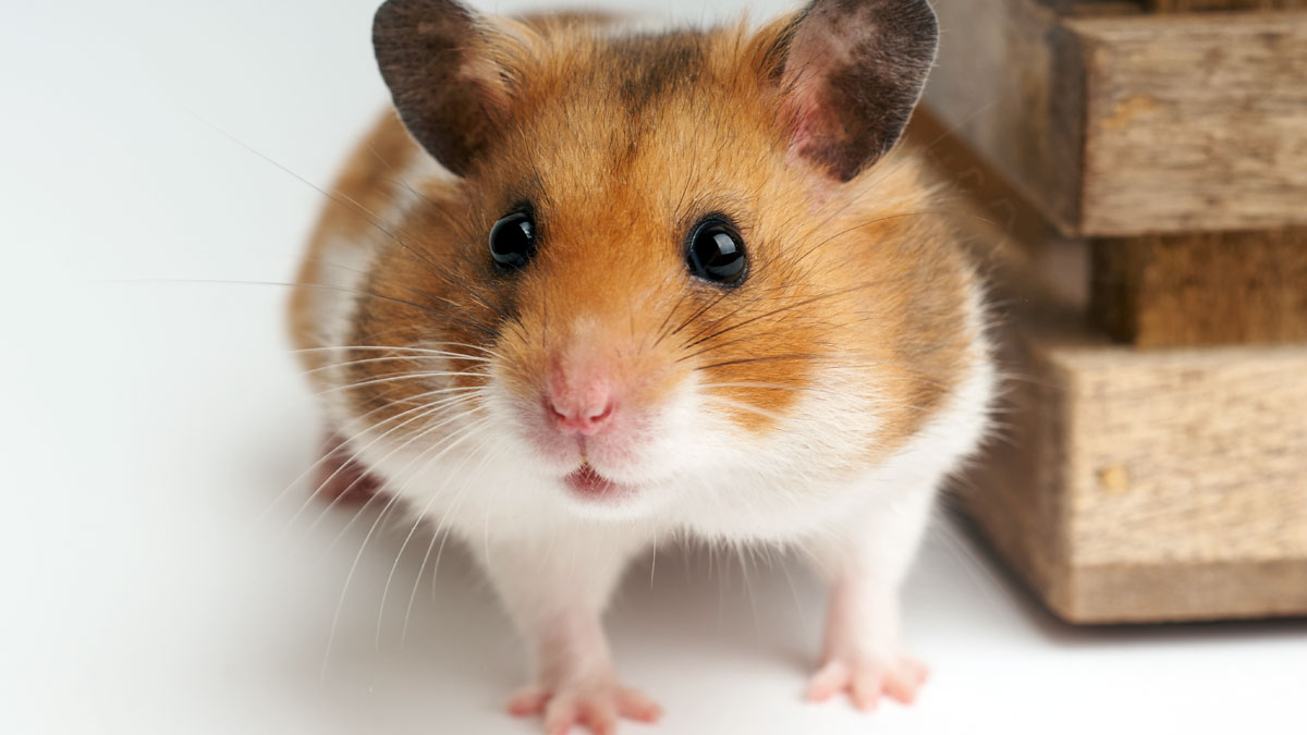 Alles Schall und Rauch: Wie sollen Hamsterkäufe einem helfen?