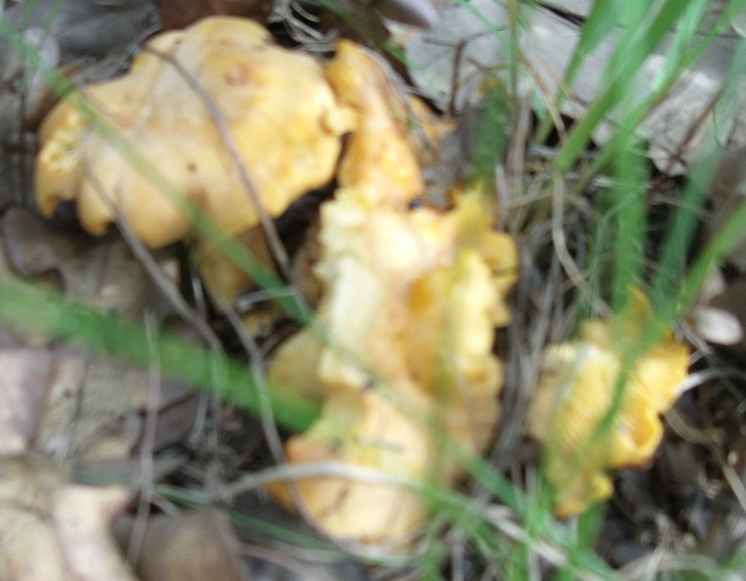 Agatek Mix Mój Świat Moja Codzienność Kurki & kurki / Chanterelle mushrooms & hens