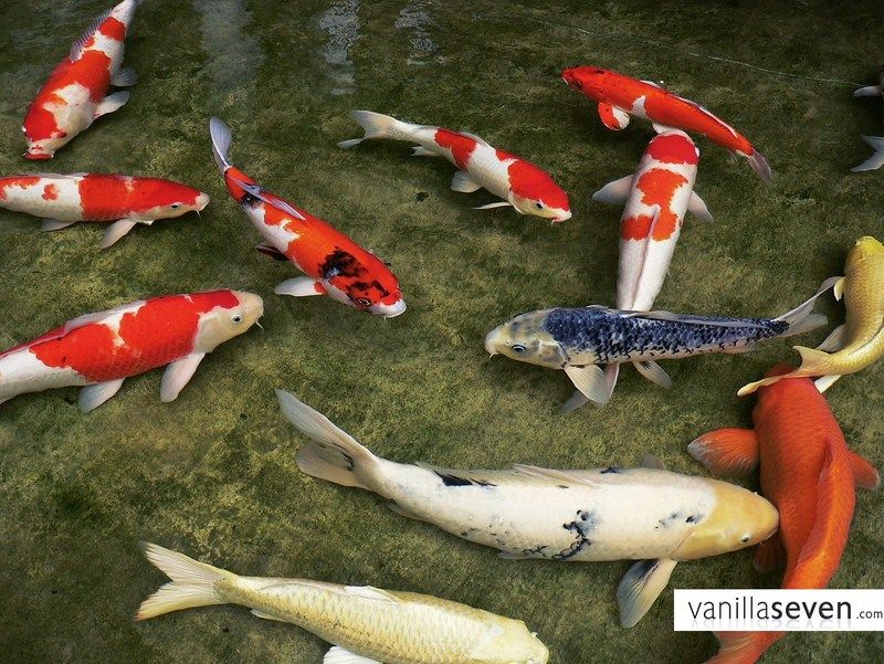Ikan Koi? Ini Dia Perbedaan Koi Lokal dan Impor yang Harus Sobat Tau Ikan Koi? Ini Dia Perbedaan Koi Lokal dan Impor yang Harus Sobat Tau