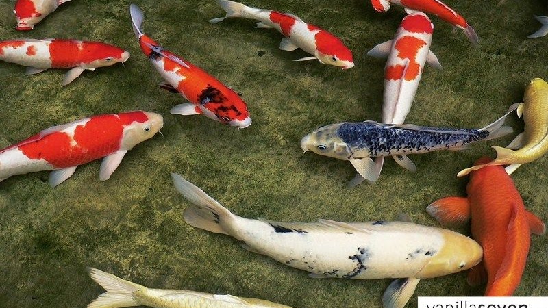 Ikan Koi Ini Dia Perbedaan Koi Lokal Dan Impor Yang Harus Sobat Tau