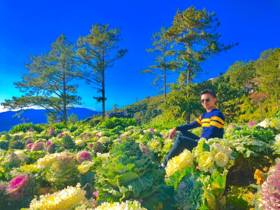 Cherry Blossoms in Atok, Benguet expected to start blooming in March