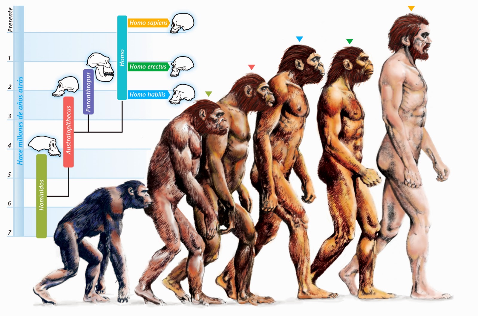 laprehistoria El hombre primitivo