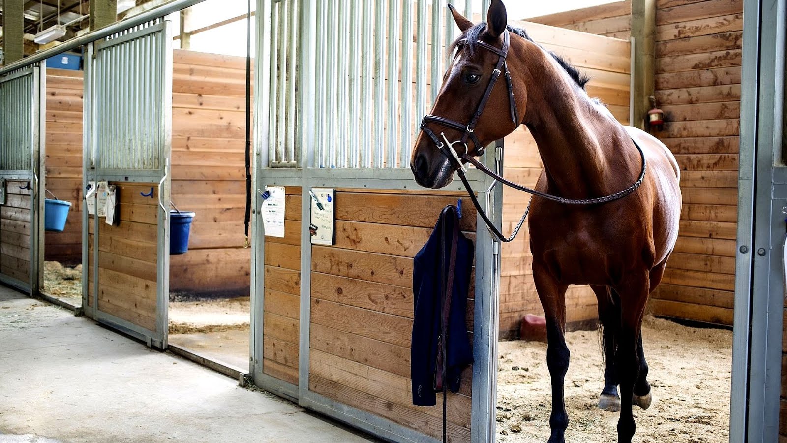 Barn Horse Barn Equipment Horse Choices