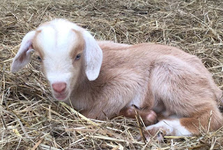 goats on the homestead, new baby goat, new goat, pygmy goats, Saanen goats, springtime births