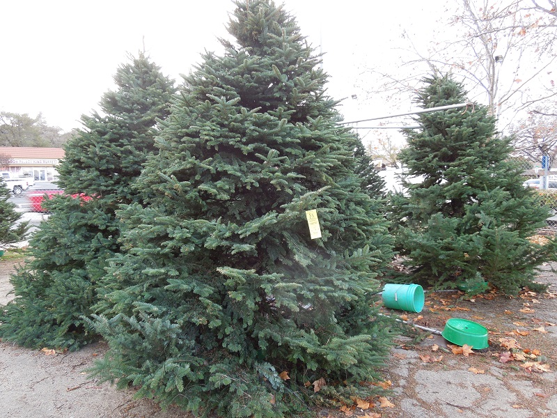 Sticker Shock at the Christmas Tree Lot -Christmas Trees in Lot in Paso Robles, © B. Radisavljevic