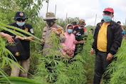 Pemilik Ladang Ganja di Dairi Diamankan Petugas Bersama Ratusan Batang Pohon Ganja