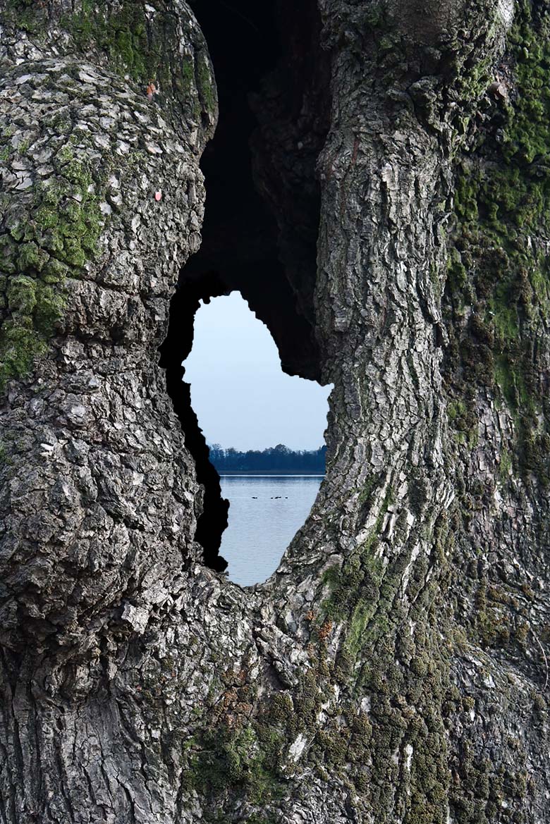 Olmo secolare Mergozzo Alberi più vecchi d'Italia