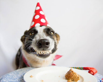  birthday wishes for Dog