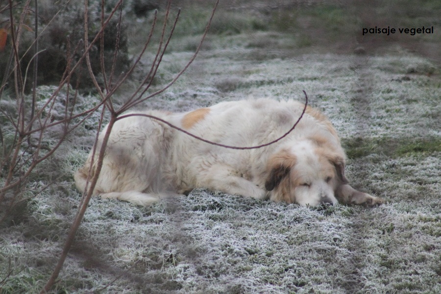 Paisaje vegetal: diciembre 2015