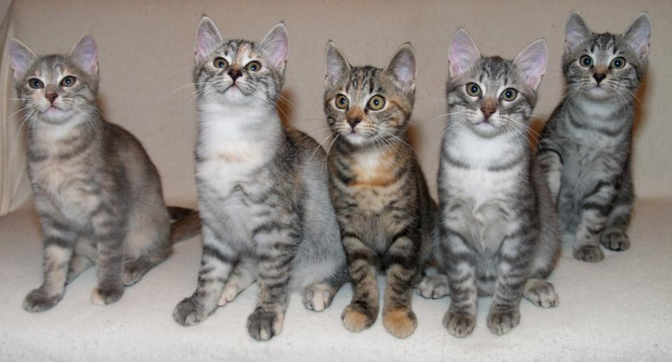 gatos e felinos european shorthair 01