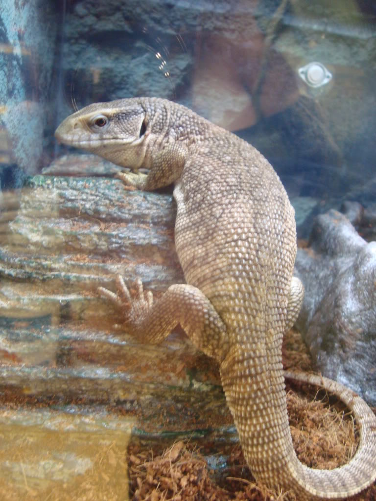 Teen Reality Common Savannah Monitor teen-reality-common-savannah-monitor