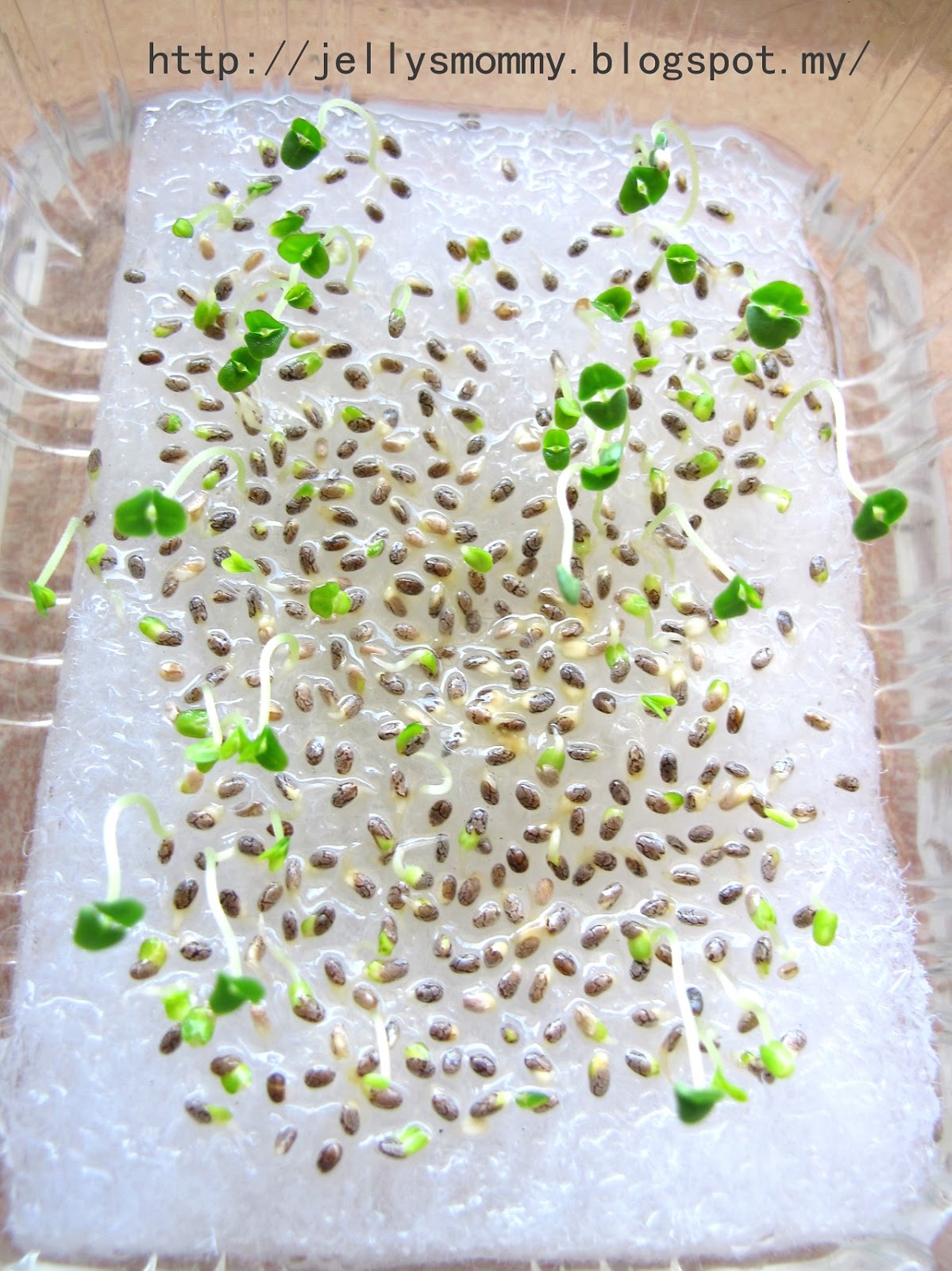 A little bit of Everything Planting chia seed on sponge