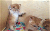 Funny Cat GIF • Hard whiskers massage but Kitty is not amused haha