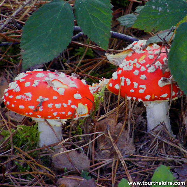 Fly Agaric Agaricus muscari, Indre et Loire, France. Photo by Loire Valley Time Travel.