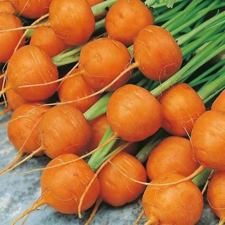 Benih Bibit Biji Wortel Parisian Carrot Bibit Import Aceh