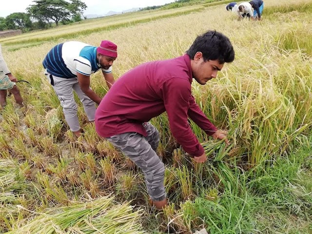 রামু উপজেলার দক্ষিণ গোয়ালিয়া পালং এর দরিদ্র কৃষকের ধান কেটে দিল ছাত্রলীগ।