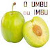 Ricos benefícios do fruto umbu ou imbu