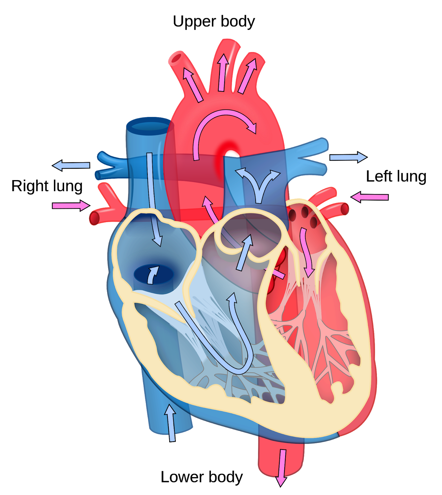 43 Heart Diagram Unlabeled Png Png Diagrams Gambaran - vrogue.co
