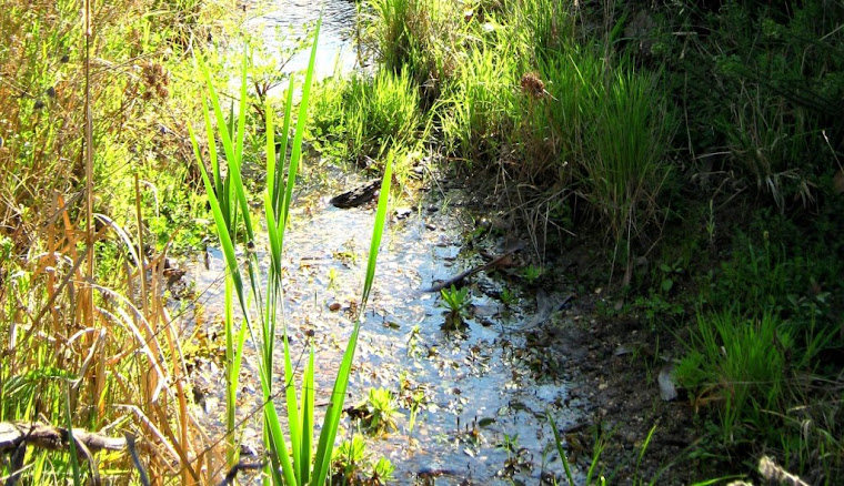 AGUA, FONTE DE VIDA