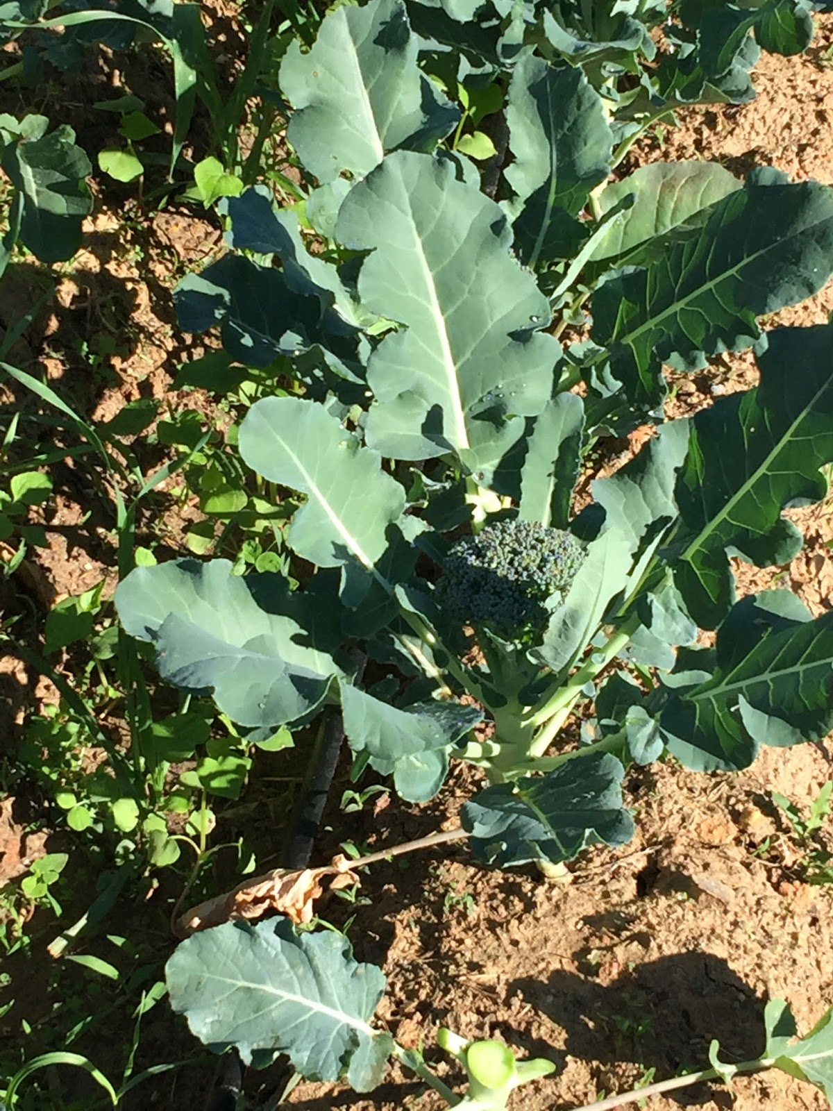 Natural Gardening A broccoli harvest