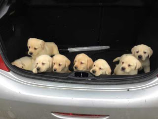 chunky golden labrador puppies for sale