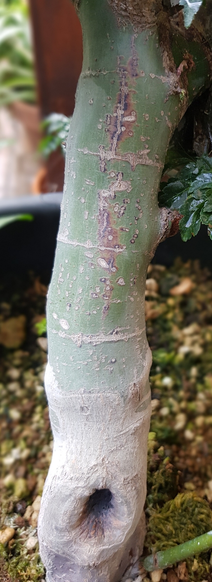 shishigashira - Acer palmatum shishigashira 20200616_083218