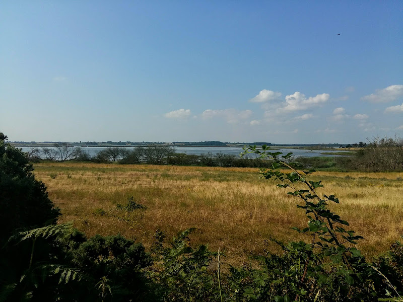 Salt marsh 