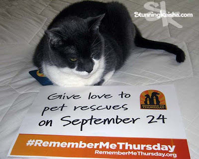 Remember Me Thursday: God Bless the Cat Who Doesn't Have a Home