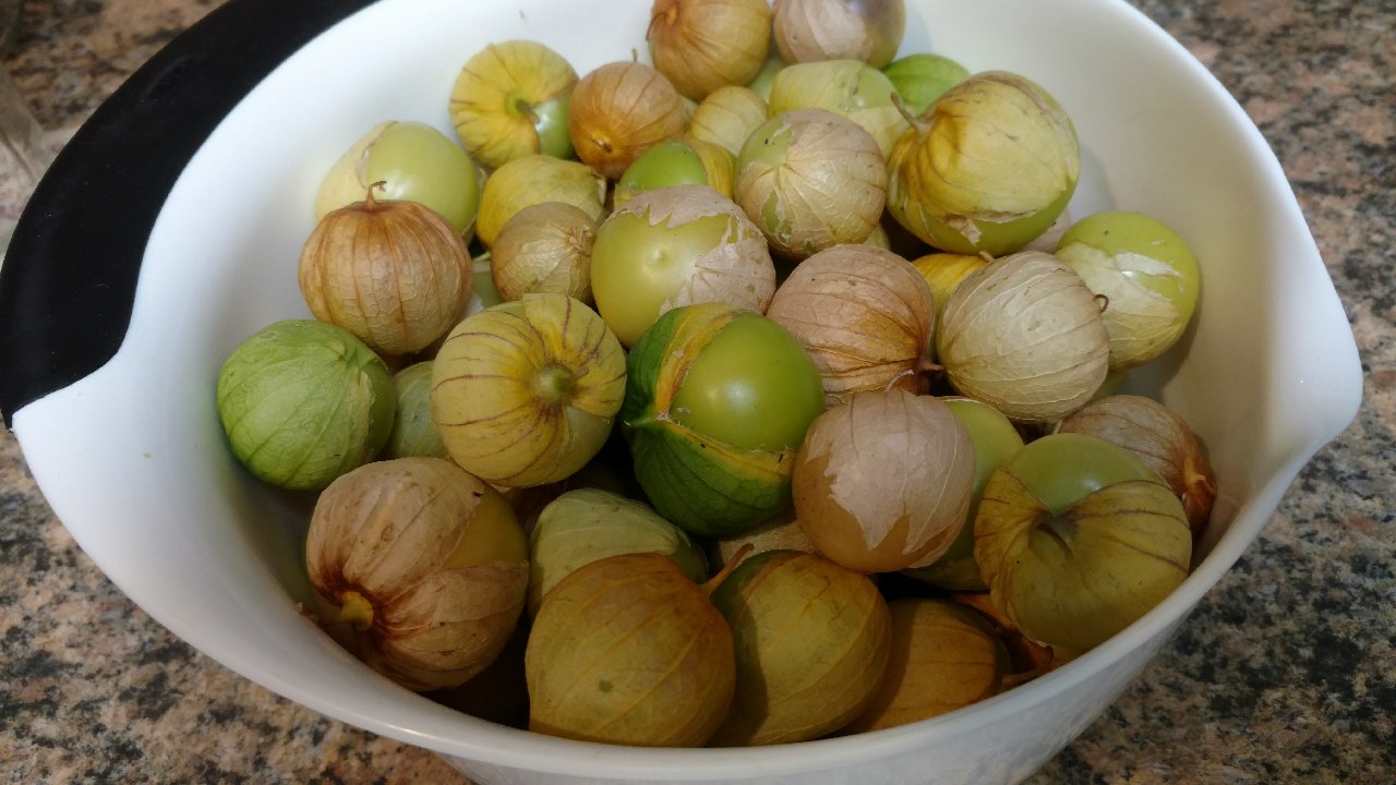 Tomatillos gone wild!