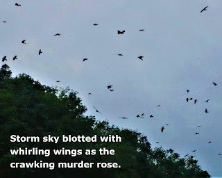 A Poem A Day Crows Circle