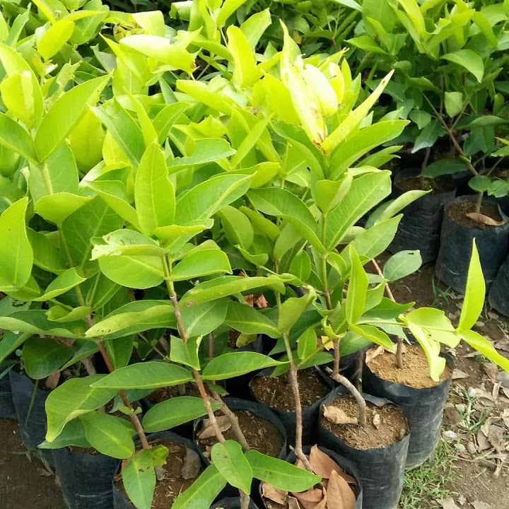 jambu air kusuma merah Napano Kusambi