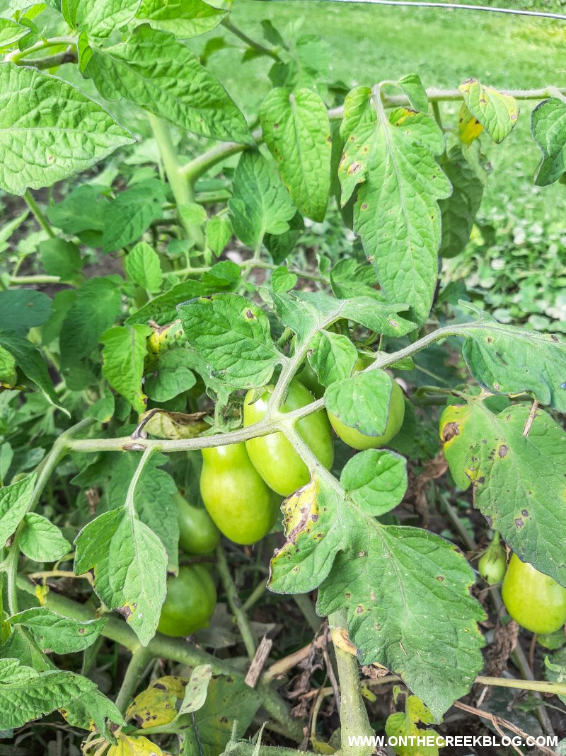 Determinate and Indeterminate Tomatoes