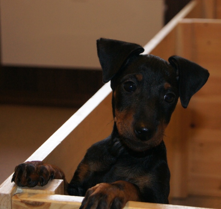 will sugar cookies harm my manchester terrier