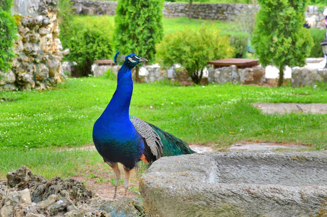Peacock Bird in Monastery Saint Naum on Ohrid Lake